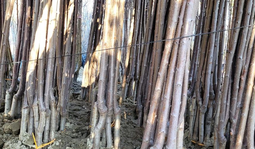 Malatya’nın Gözdesi Dalbastı Kirazı Fidanına Yoğun İlgi: Yok Satıyor