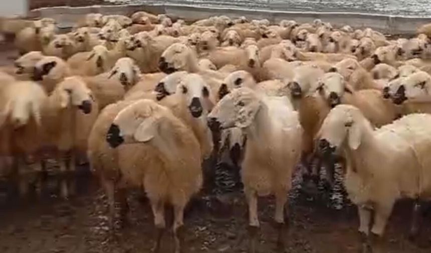 Darende’de üretici kışa rağmen üretimi bırakmadı