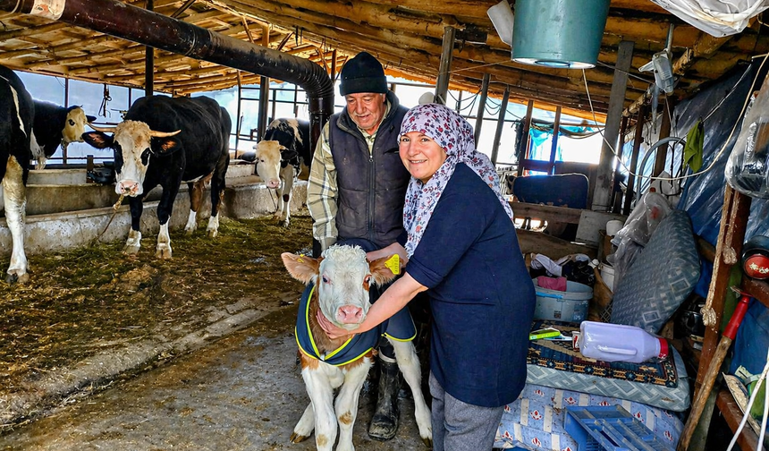 “Yaşasın Buzağılar” projesi sürüyor! Malatya’da üreticiye büyük destek