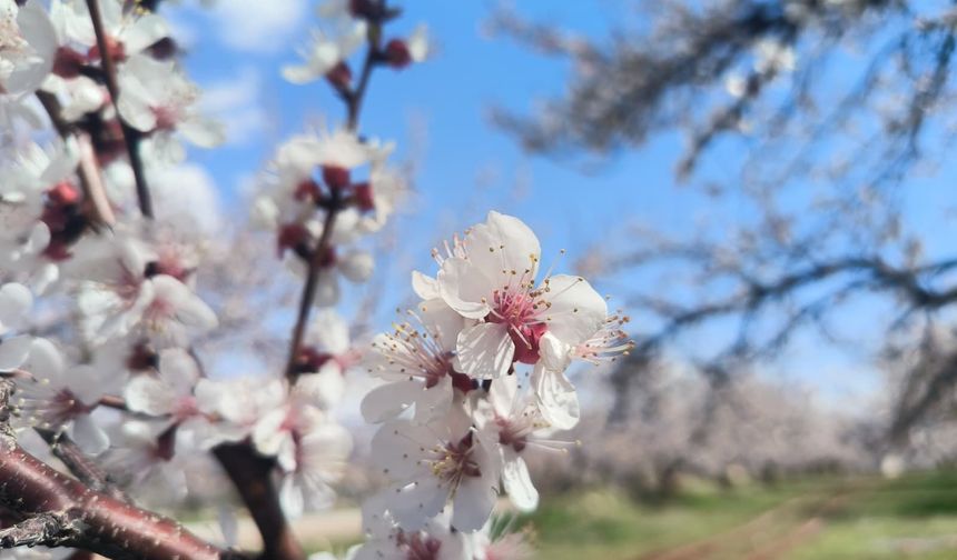 Malatya’da Kayısı Çiçekleri Kartpostallık Görüntüler Oluşturdu