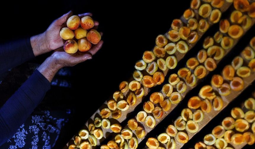 Malatya’dan Kuru Kayısıda 66 Milyon Dolarlık İhracat Geliri