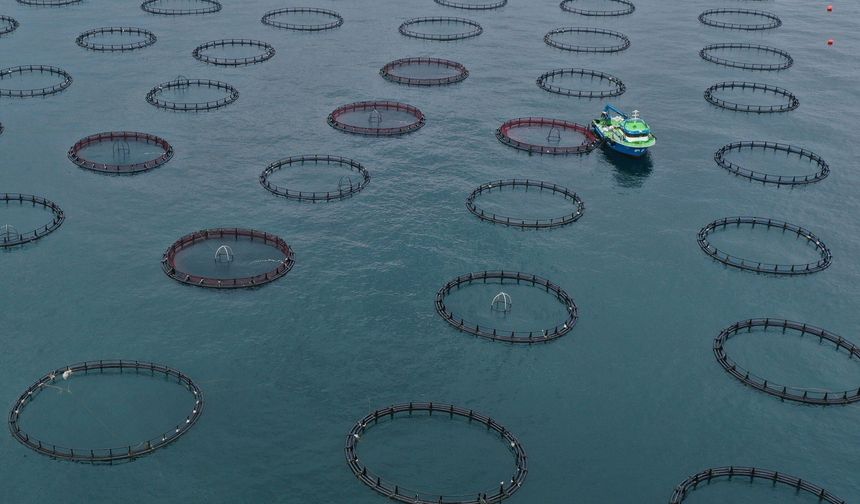 Türk somonu ihracatı yılın ilk çeyreğinde 91 milyon doları aştı