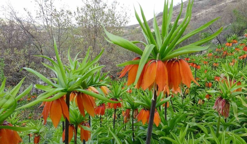 Doğanın Nadir Güzelliği Akçadağ’da Görüldü