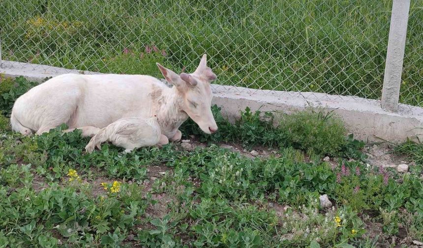 Elazığ'da beyaz alageyik evin bahçesine indi