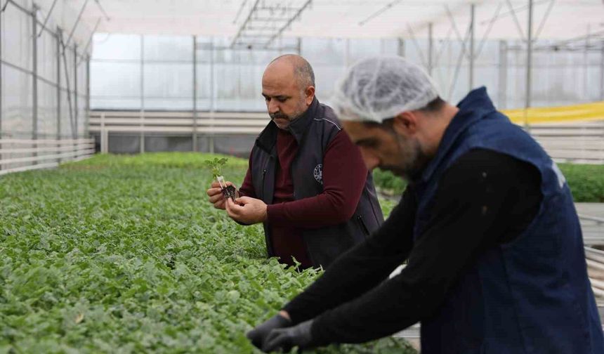 Elazığ'da Cip Sera Çiçekleri Kentin Güzelliğini Artırıyor