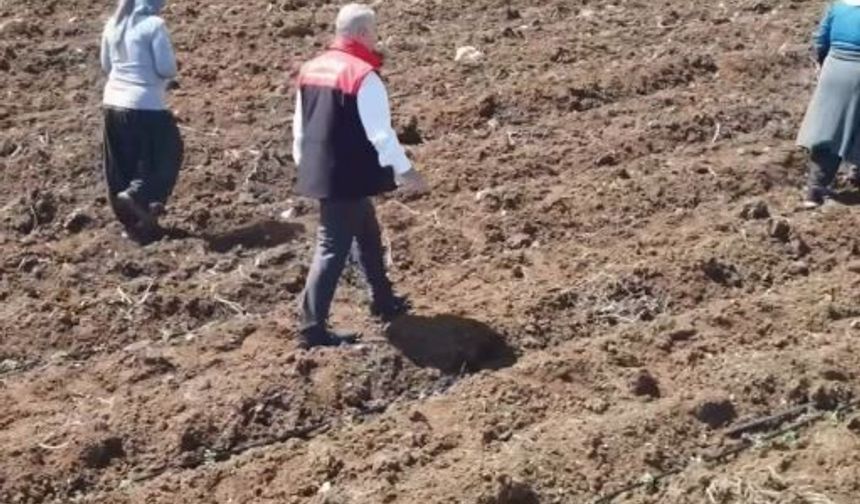 Elazığ’da Domates Üretiminde Yeni Sezon Başladı! 160 Dekarlık Alanda Fideler Toprakla Buluştu