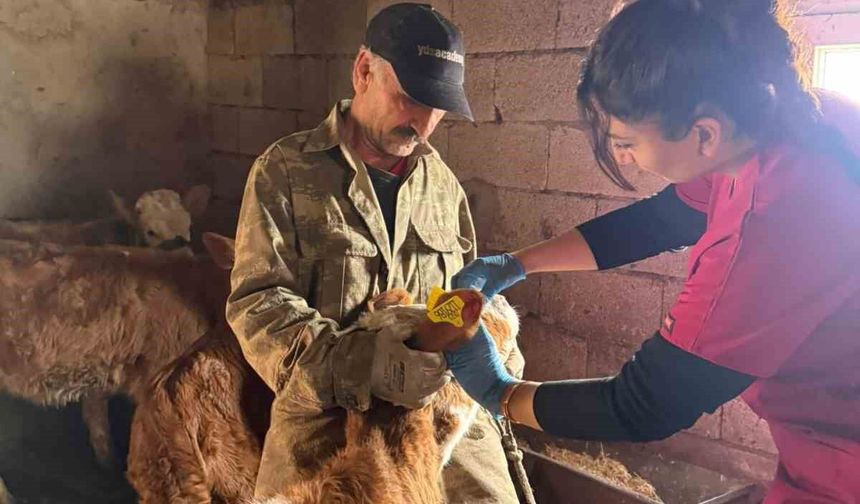 Elazığ’da Şap Aşılama Çalışmaları Aralıksız Sürüyor