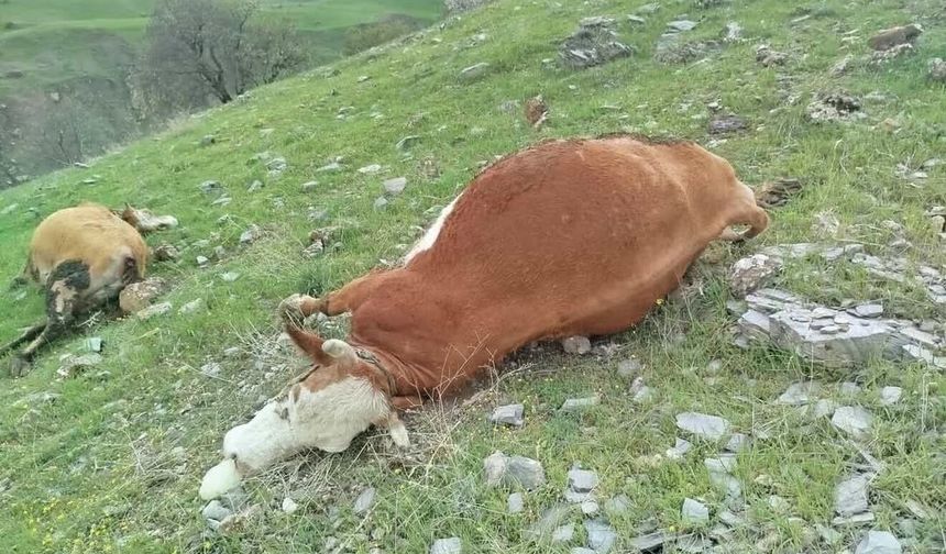 Elazığ'da Yıldırımın Çarptığı İnekler Telef Oldu
