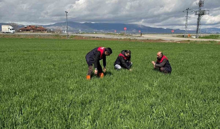 Elazığ'daki Hububat Üreticileri Dikkat: Kök ve Kök Boğazı Hastalığına Dikkat Edin!
