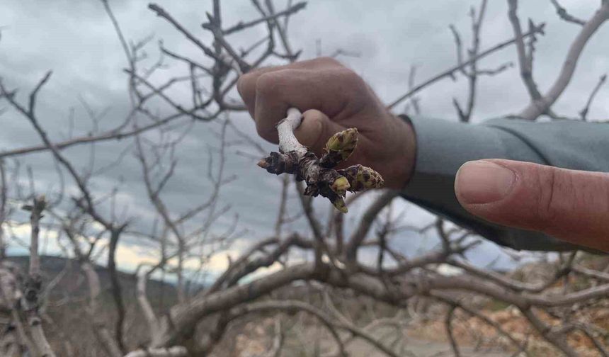 Gaziantep’te Yağışlar Fıstık Üreticisinin Yüzünü Güldürdü