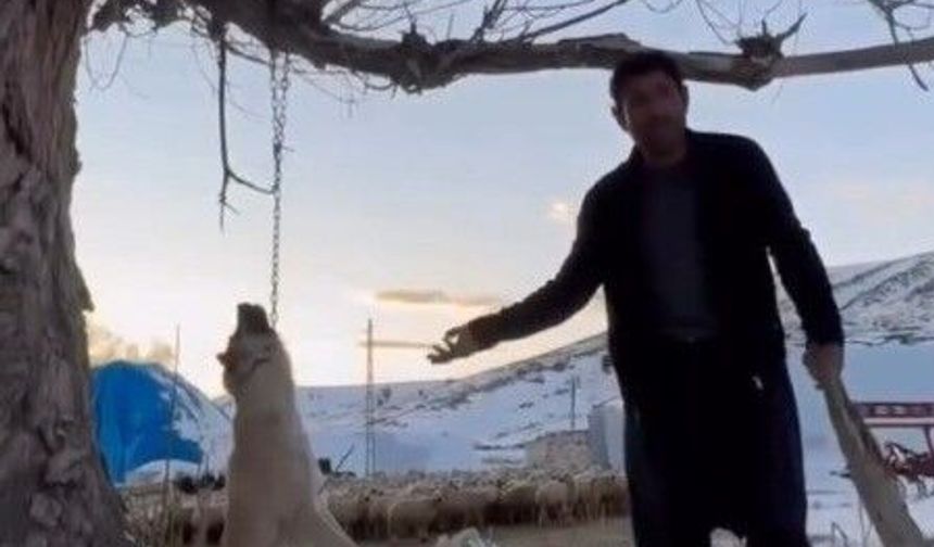 İnsanlık yine sınıfta kaldı: Köpeğini ağaca asarak öldürdü