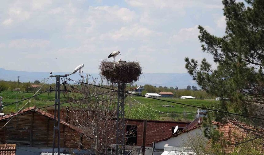 Malatya’da Baharın Habercileri Geldi: Leylekler Yuvalarına Dönmeye Başladı