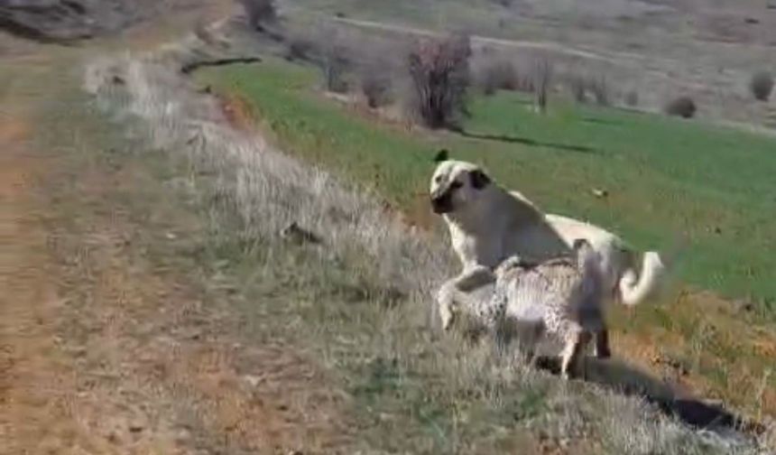Malatya'da Vaşak-Köpek Kavgasını İnsanlar Ayırdı