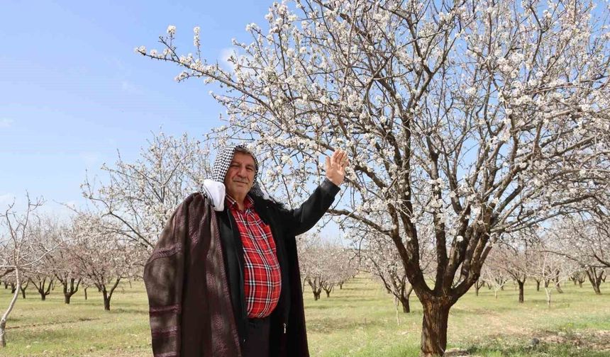 Şanlıurfa Badem Üretiminde Türkiye’de İkinci Sıraya Yükseldi