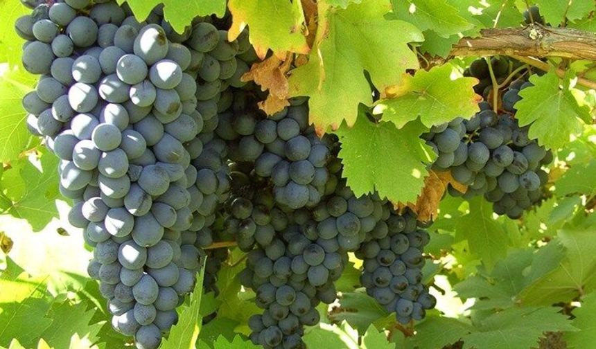 Arapgir'in Mor Hazinesi: Köhnü Üzümü Hem Sağlığa Hem Ekonomiye Katkı Sağlıyor