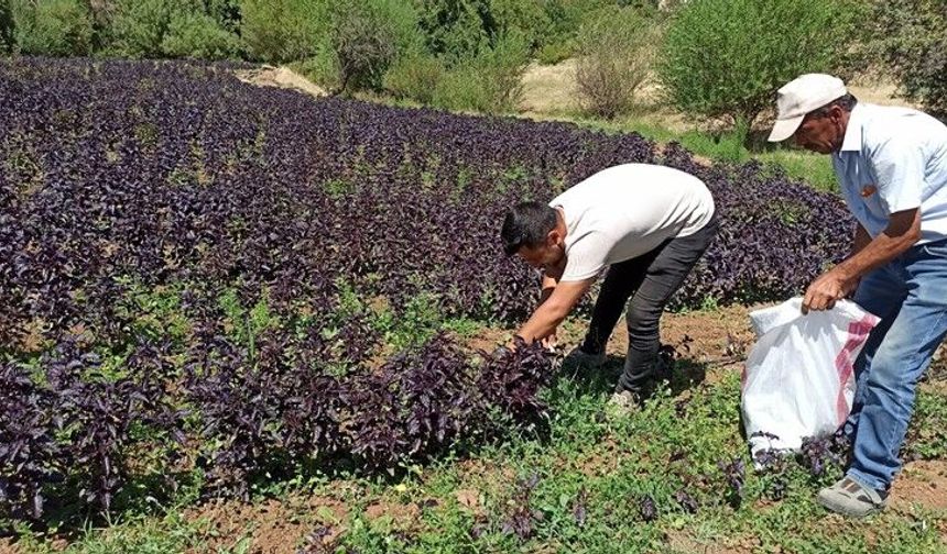 Arapgir’in Mor Mucizesi: Reyhan Şifa Dağıtıyor