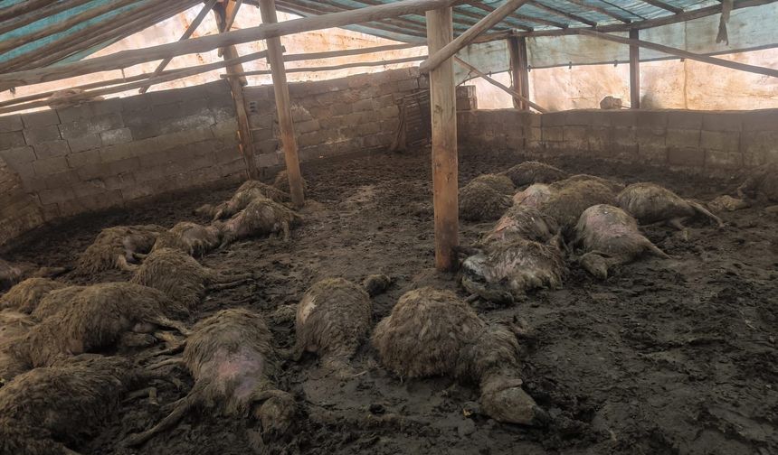 Malatya Arguvan’da Kurt Saldırısı: Bir Gecede 40 Koyun Telef Oldu