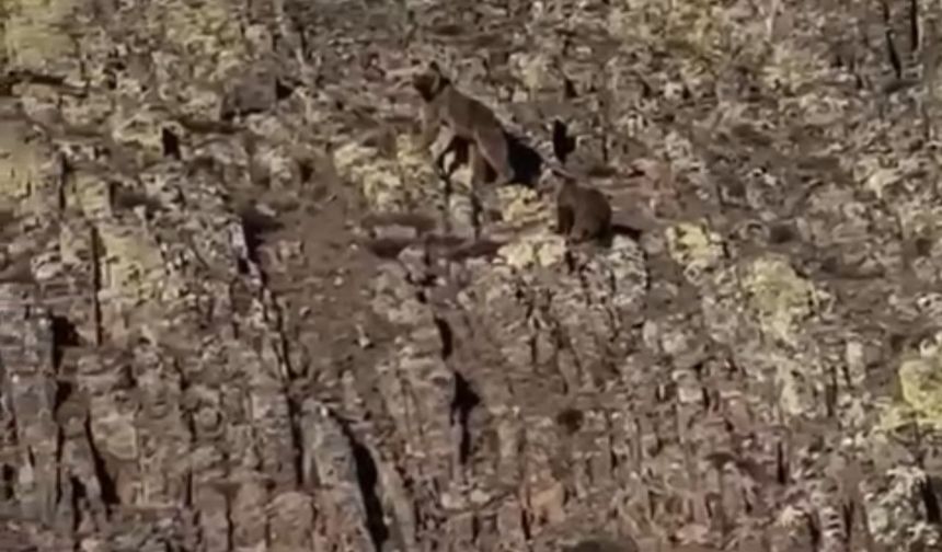 Malatya’da Karlar Üzerinde Anne Ayı ve Yavrusu Görüntülendi