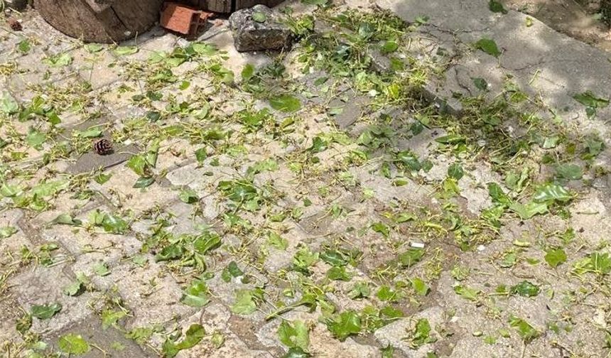 Darende’yi Dolu Çok Ağır Etkiledi: Üretici Acil Destek Bekliyor