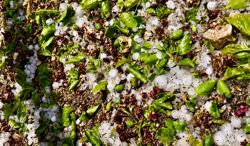Darende’de Dolu Felaketi: Kayısı Çağlaları Yere Döküldü!