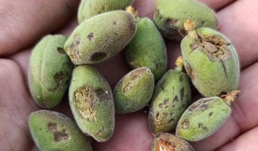 Kayısıda Büyük Darbe: Malatya’da Dolu Felaketi, Hasar Tespiti Başlatıldı