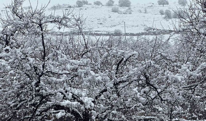 Malatya’da Kayısı Bahçeleri Kar Altında Kaldı