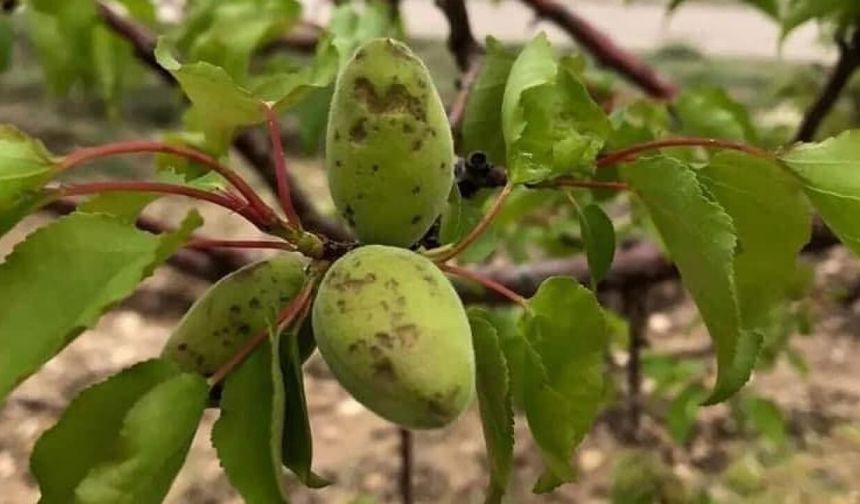 Malatya Valiliği Açıkladı: Dolu Afetinde 7 İlçede 20 Bin Dekar Alan Zarar Gördü!