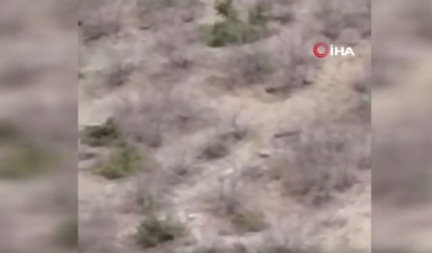 Çoban Köpeğinin Ayıyı Kovaladığı Anlar Görüntülendi