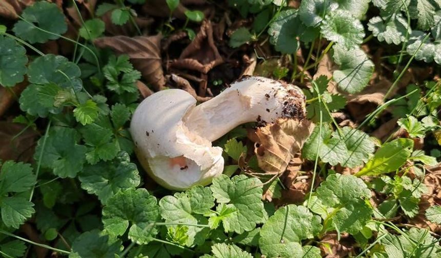 Rus Ruleti Gibi: Bilinmeyen Mantar Ölüm Getiriyor