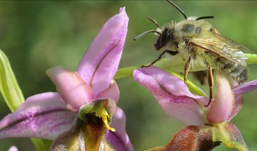 Nesli Tehlike Altındaki Likya Orkidesi İlk Kez Tohumdan Üretildi..