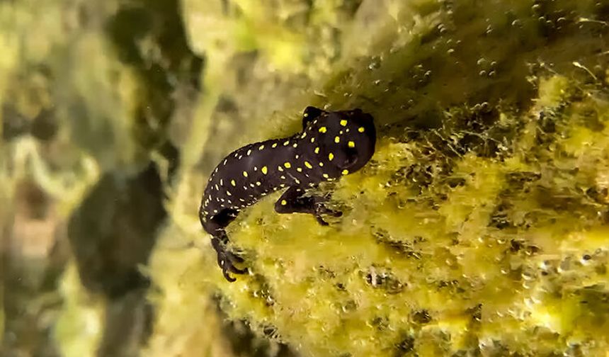 Malatya’da da Görüldü: Zarar Vermenin Cezası 557 Bin TL’yi Aşıyor!