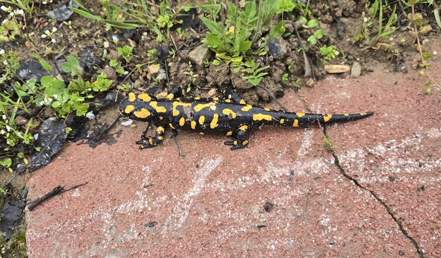 Malatya Gündüzbey’de Sürpriz Keşif! Nadir Tür Ortaya Çıktı