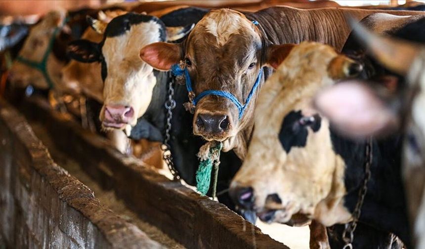 Malatya’da 2026 Kurban Kesim Kuralları Belli Oldu: Mahalle Arasında Kesenlere Ağır Ceza