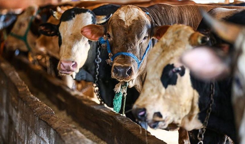 Malatyalılar Dikkat: 2026 Kurban Bağış Fiyatları Açıklandı