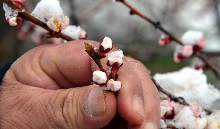 Malatyalı Çiftçinin Kabusu Bitmiyor: Meteoroloji'den 'Zirai Don' İçin Kritik Uzatma Kararı!