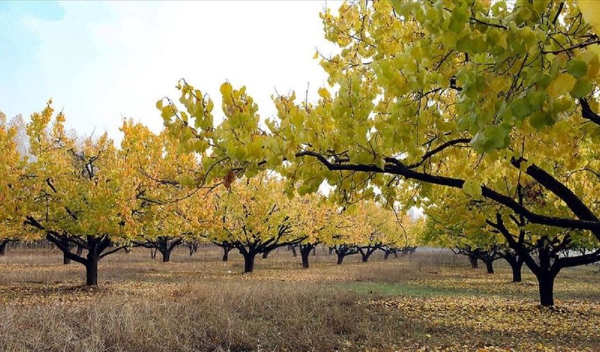 Malatya'da Tam Verim Çağında Kayısı Bahçesi İcradan Satılığa Çıkarıldı