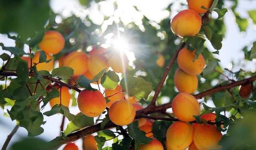 Malatya Kayısısı İçin İlk Viraj Atlatıldı: Zirai Don Riski Sürüyor Ama Şimdilik Tehlike Yok
