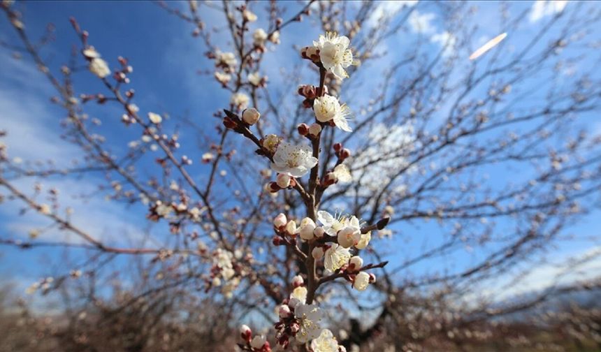 Malatya'nın İlk Çeyrek Karnesi Çıktı: Kayısı Kan Kaybetti