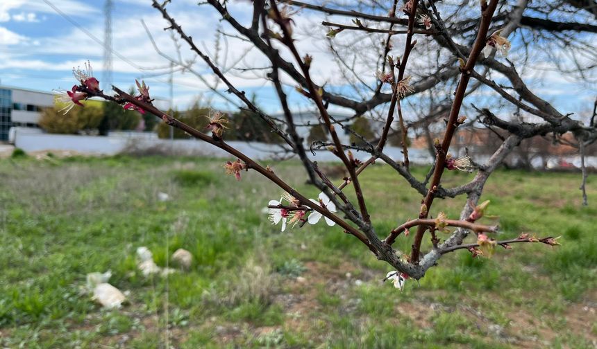 Malatya Kayısısında Çiçek Telaşı: Verim Kaybı Endişesi Boşuna mı?