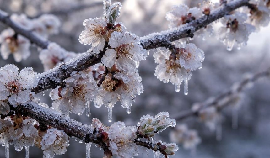 Malatya’da Bir Gecede Her Şey Değişti! Kayısı Dondu