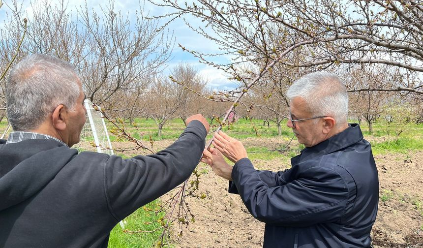 Zirai Don Tehlikesine Karşı Uzmanından Kritik Uyarılar: Hangi Yöntem Gerçekten İşe Yarıyor?