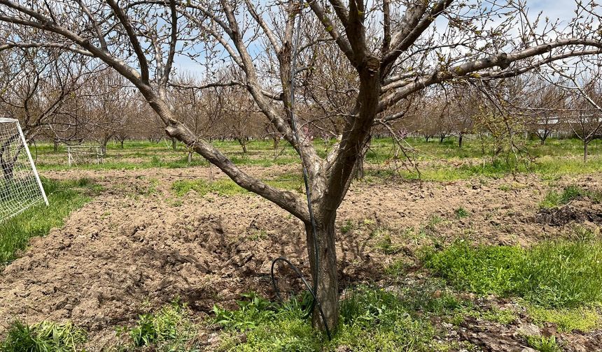 Malatya’da Don Olacak Mı? Uzmanından Rahatlatan Açıklama