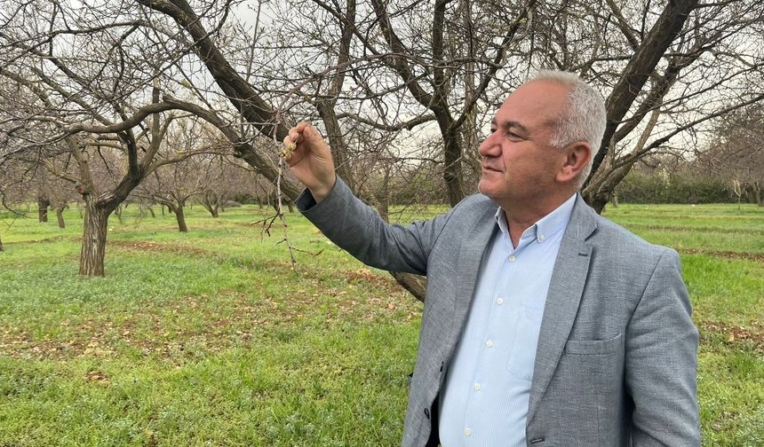 Malatya’da Zirai Don Tehlikesi Atlatıldı: Gözler Bereketli Hasatta