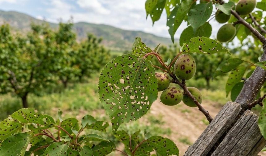 Kayısıda alarm! Malatya’da bu belirtiye dikkat