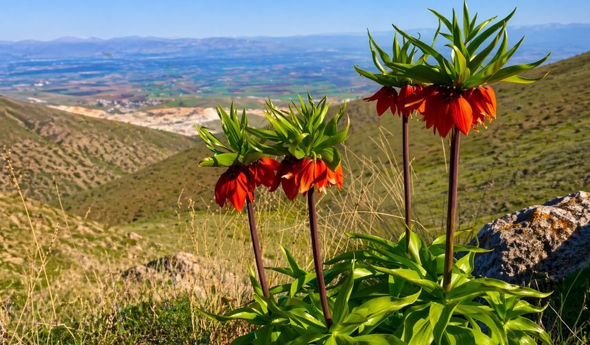 Malatya'da Ters Laleler Açtı: Koparmanın Cezası 1 Milyon TL