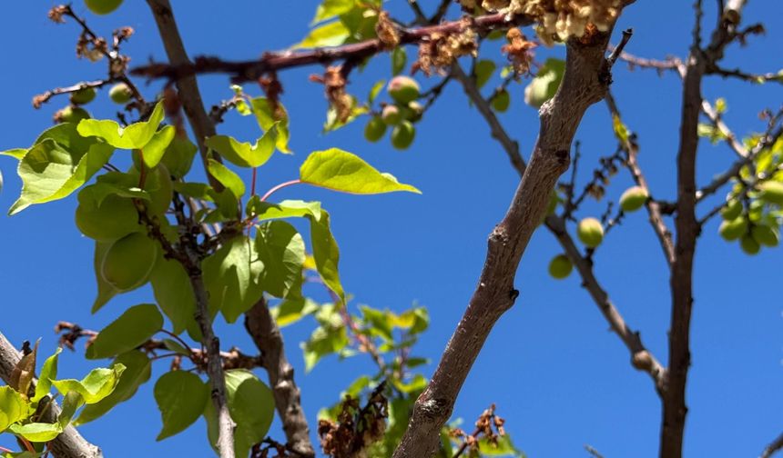Kayısıda Monilya Sinyali! Malatya’da İlk Belirtiler Görülmeye Başlandı
