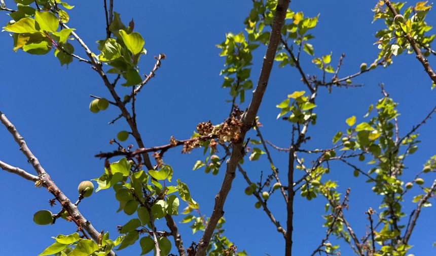 Valilikten Uyarı: Hastalık Riski Artıyor, Üreticilere Kritik Çağrı