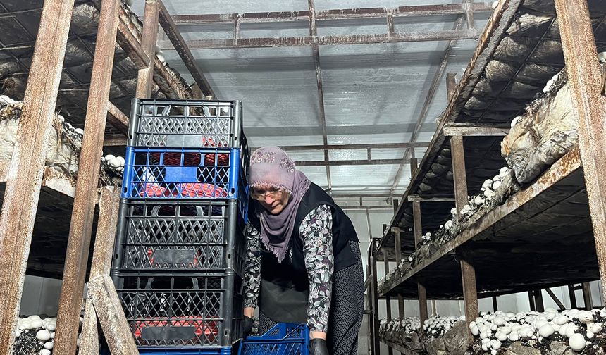 Malatya'da Alternatif Üretim Atağı: Akçadağ'daki Tesiste Ayda 15 Ton Üretiliyor