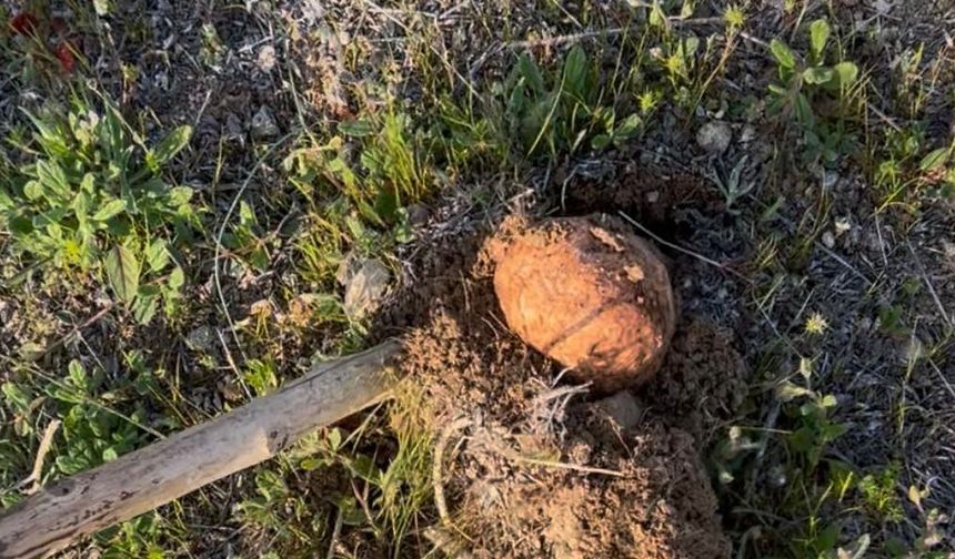 Malatya’da Topraktan Servet Fışkırıyor! Domalan Mantarının Fiyatı Dudak Uçuklattı