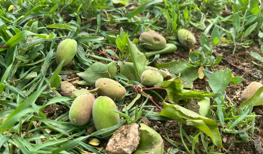 Dolu Vurdu, Kayısı Dalda Değil Yerde Kaldı: Yazıhan’da Üretici Tedirgin